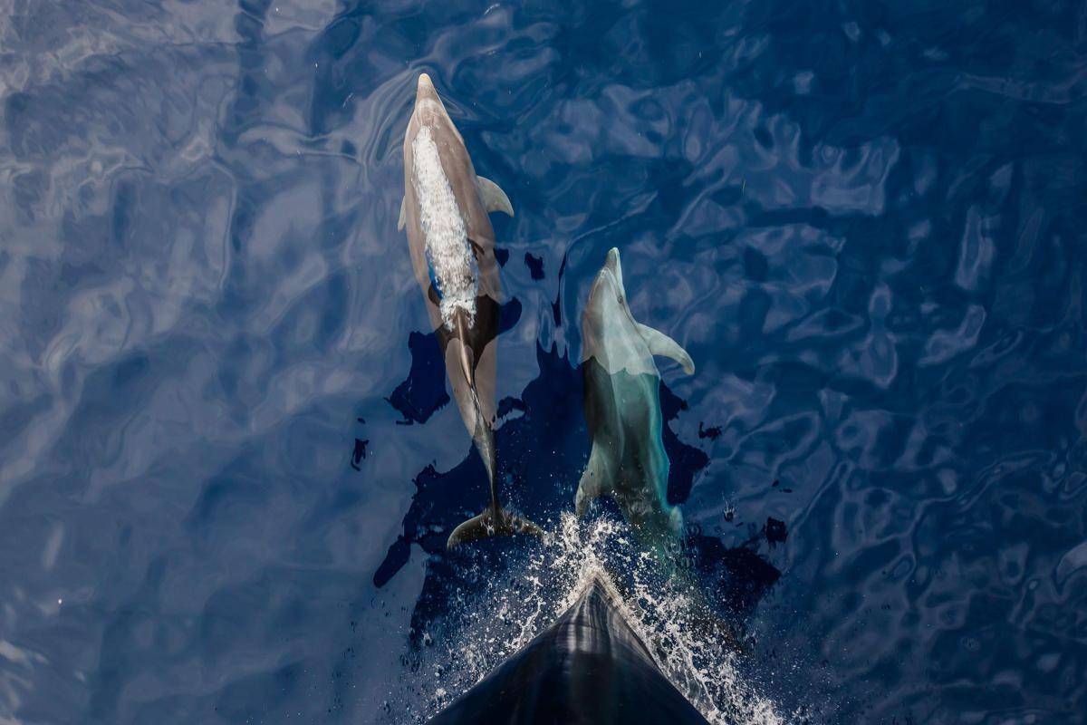 A delfini status legale esseri umani per difenderli meglio, la campagna in Corea del Sud - 