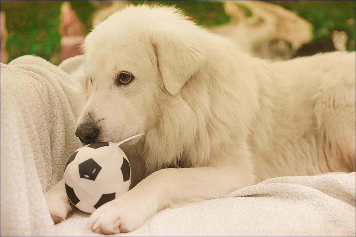 Fino a 2 anni di carcere per chi lascia il cane solo | La Svezia segna una nuova era nella protezione animale! -