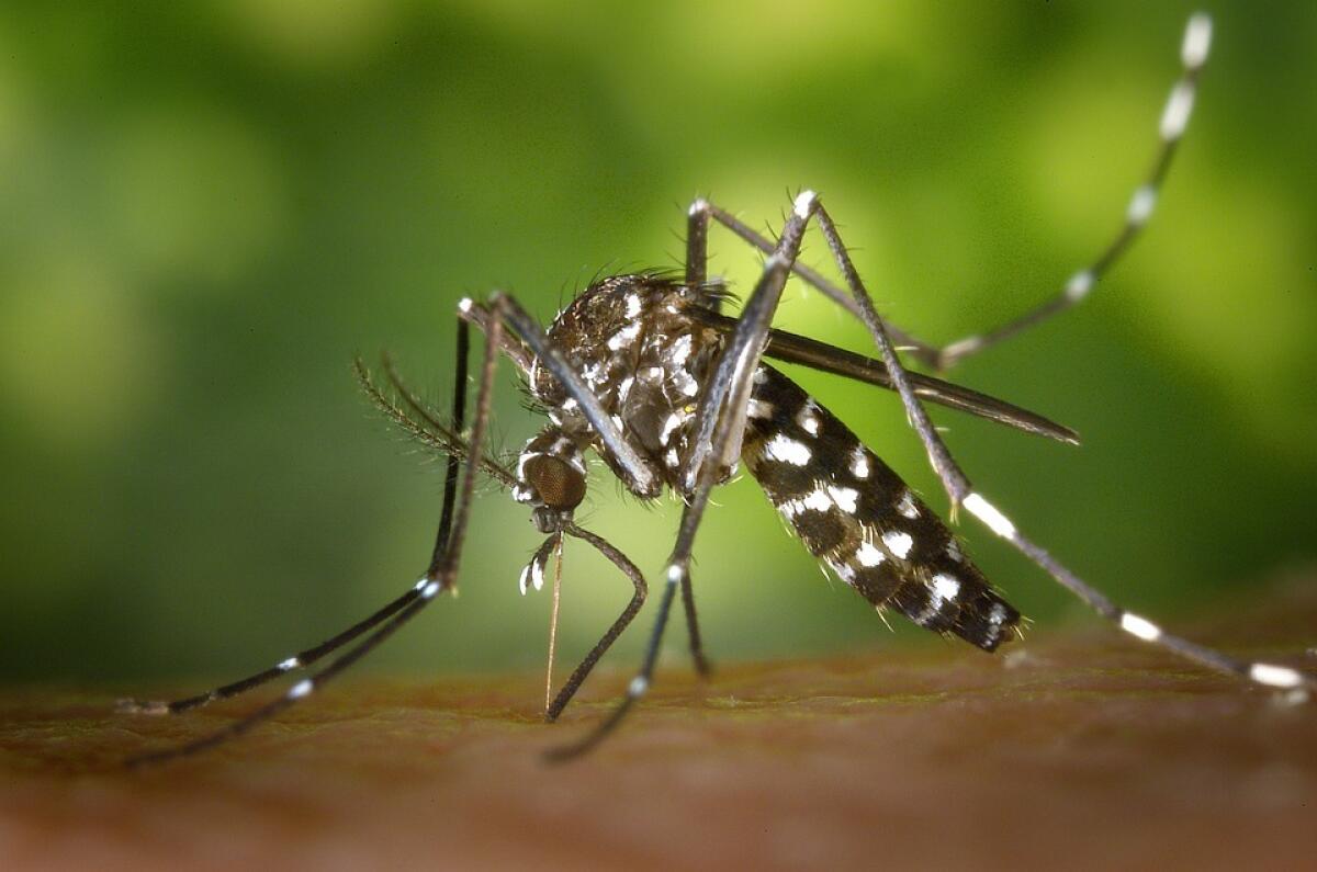Allerta Chikungunya | Gli europei a rischio contagio dalle zanzare di casa! -