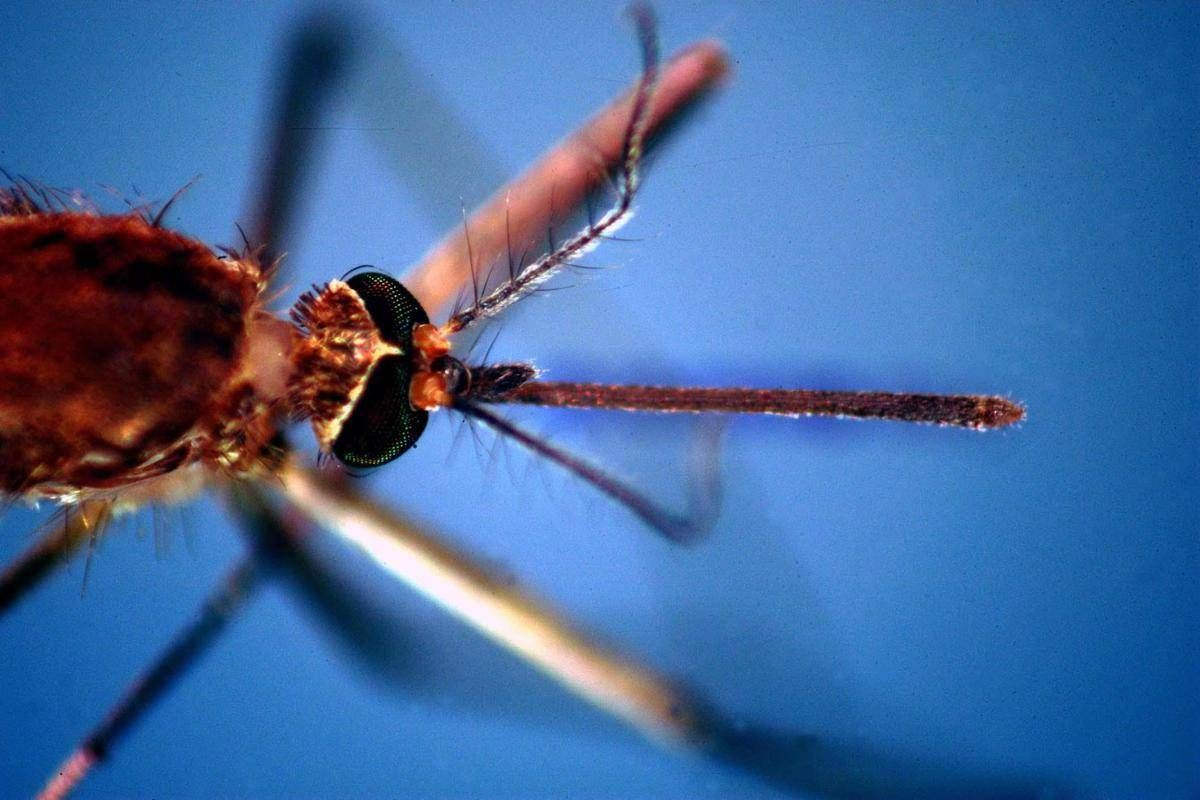 West Nile, seconda vittima nel Lazio: era ricoverato allo Spallanzani - 