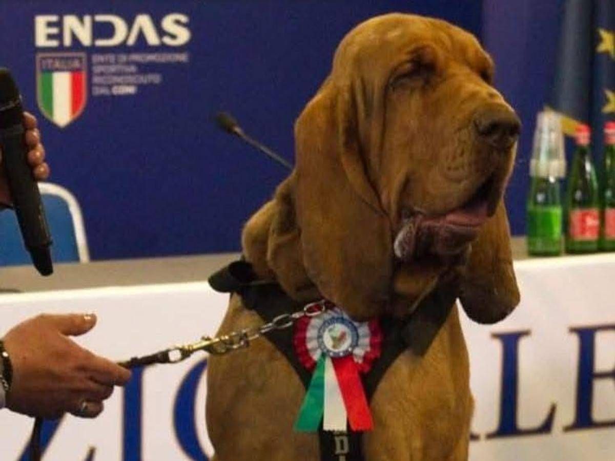 Bruno, cane eroe ucciso con boccone pieno di chiodi -