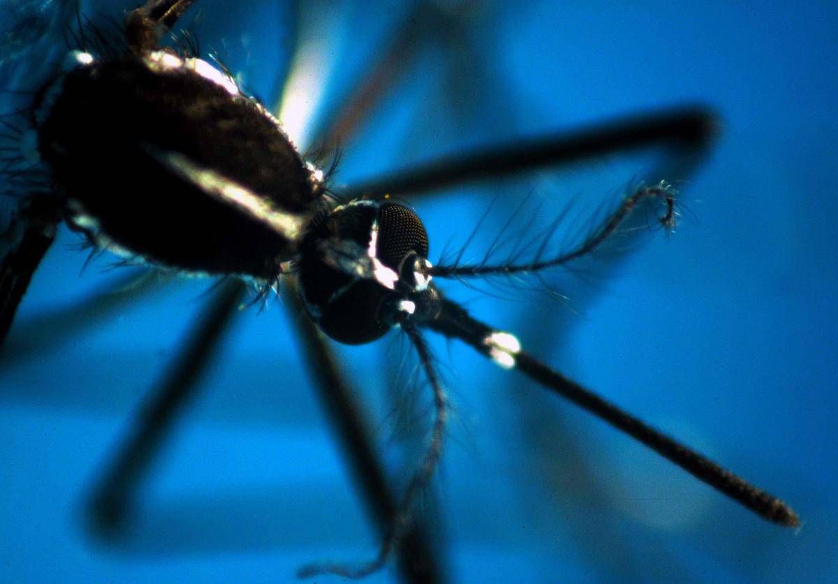 West Nile, 8 casi in Campania: 4 sono in rianimazione -