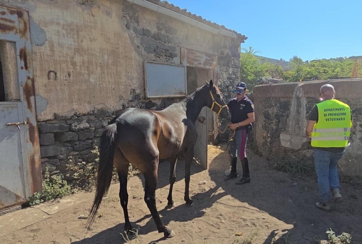 Catania: la Polizia smantella un crimine insospettabile | Scopri cosa si nasconde dietro le corse clandestine! -