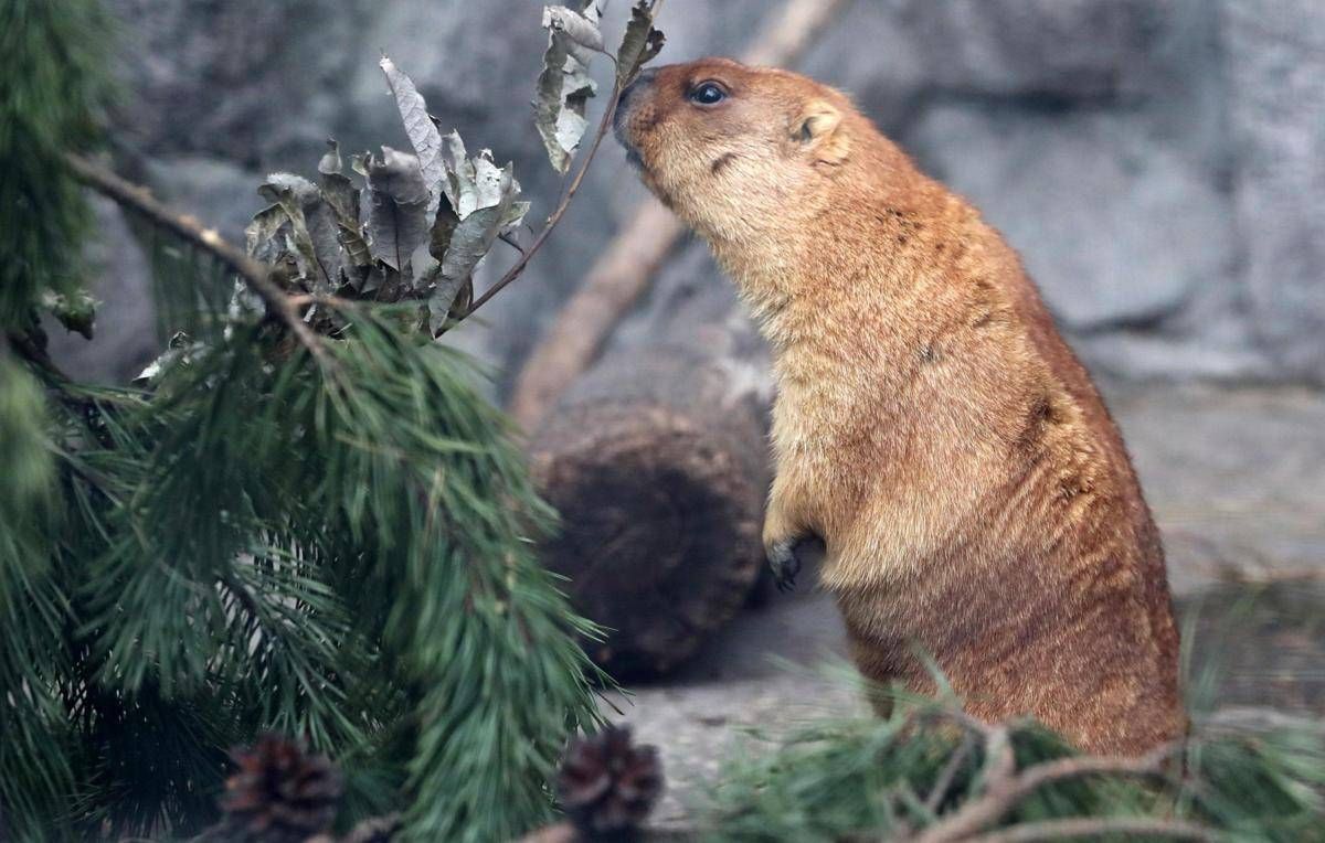 Troppo caldo in Svizzera, le marmotte traslocano più in alto (ma non troppo) -