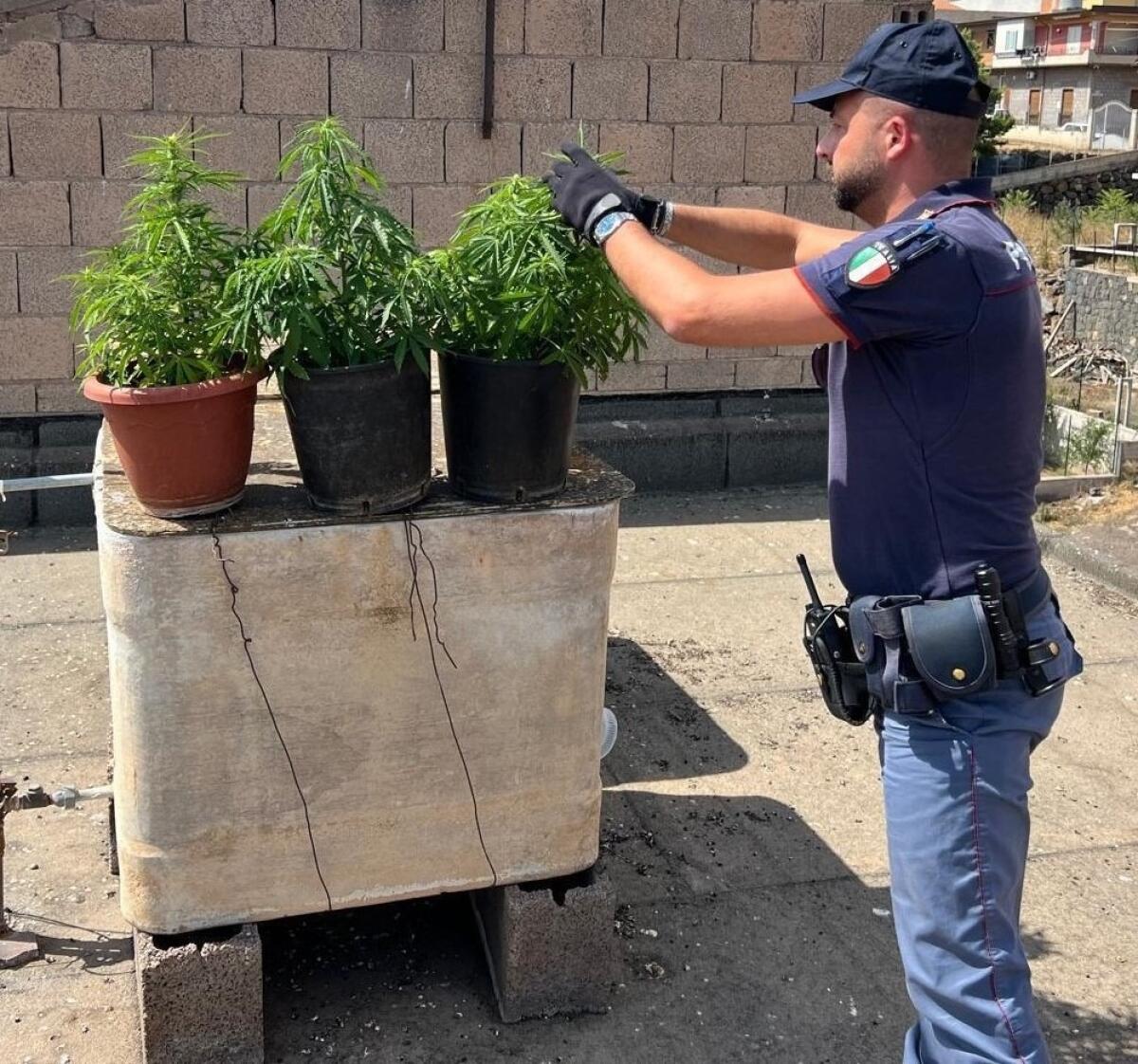 Giovane di Catania Arrestato con 14 Piantine di Marijuana sul Tetto | La Verità Sulla Vita Segreta di Una Famiglia Inaspettata! - 
