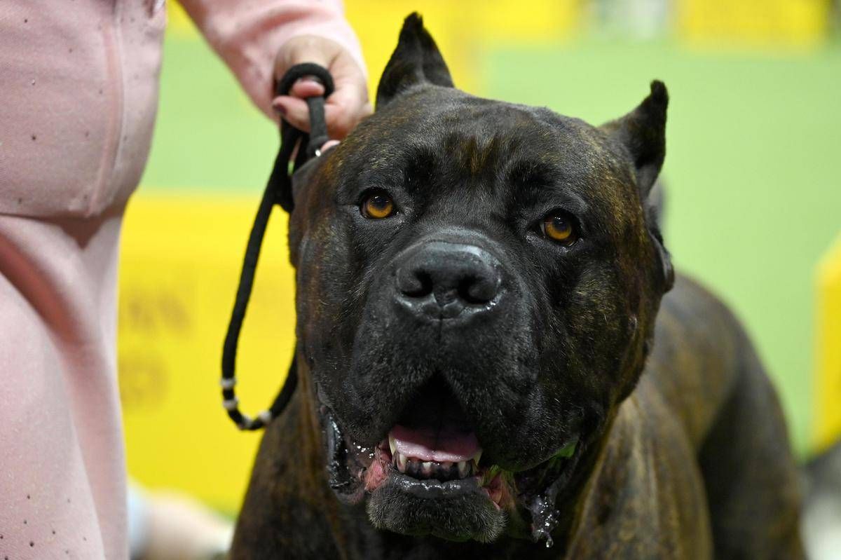 Bimbi azzannati da cane, l'esperta: "70mila aggressioni all'anno, più controllo sui padroni' -