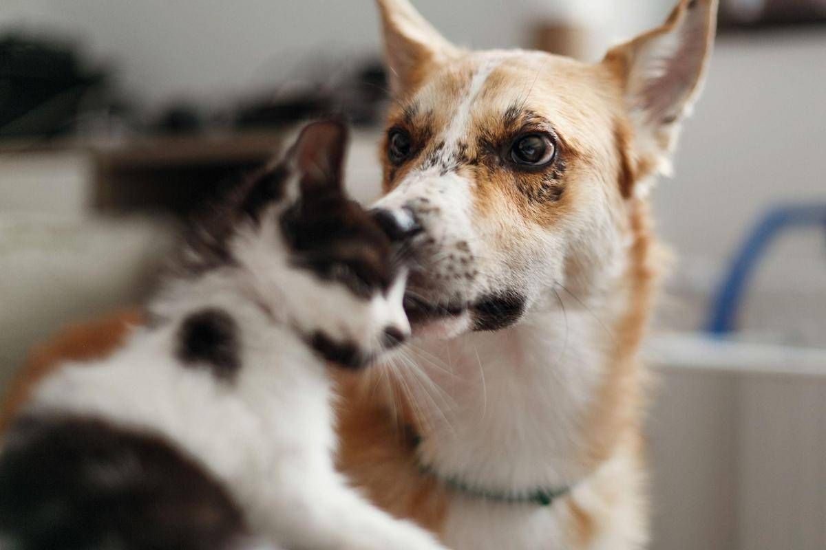 Carcere e multe per chi maltratta gli animali, da oggi in vigore legge Brambilla -