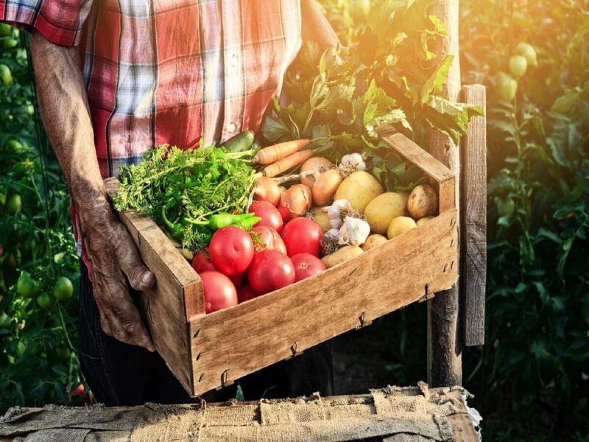 Boom di domande per i fondi agricoli della Regione Siciliana | Ma il futuro degli agricoltori è davvero al sicuro? -