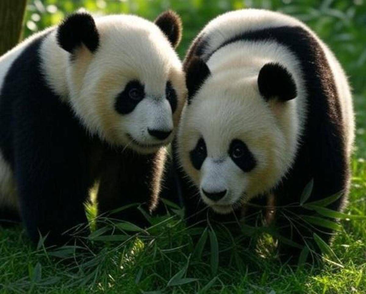 Corea del Sud, compiono 2 anni le prime due gemelle di panda giganti - 