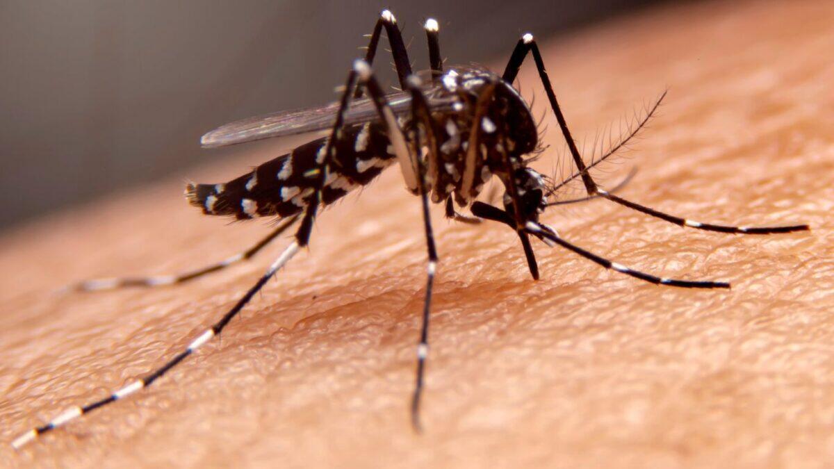 Due casi di West Nile nel Lazio | È ora di abbassare la guardia o rimanere in allerta? -