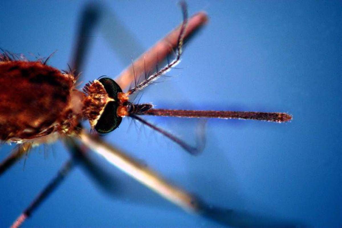 West Nile, donna di 82 anni morta a Fondi: era stata ricoverata per febbre e stato confusionale - 