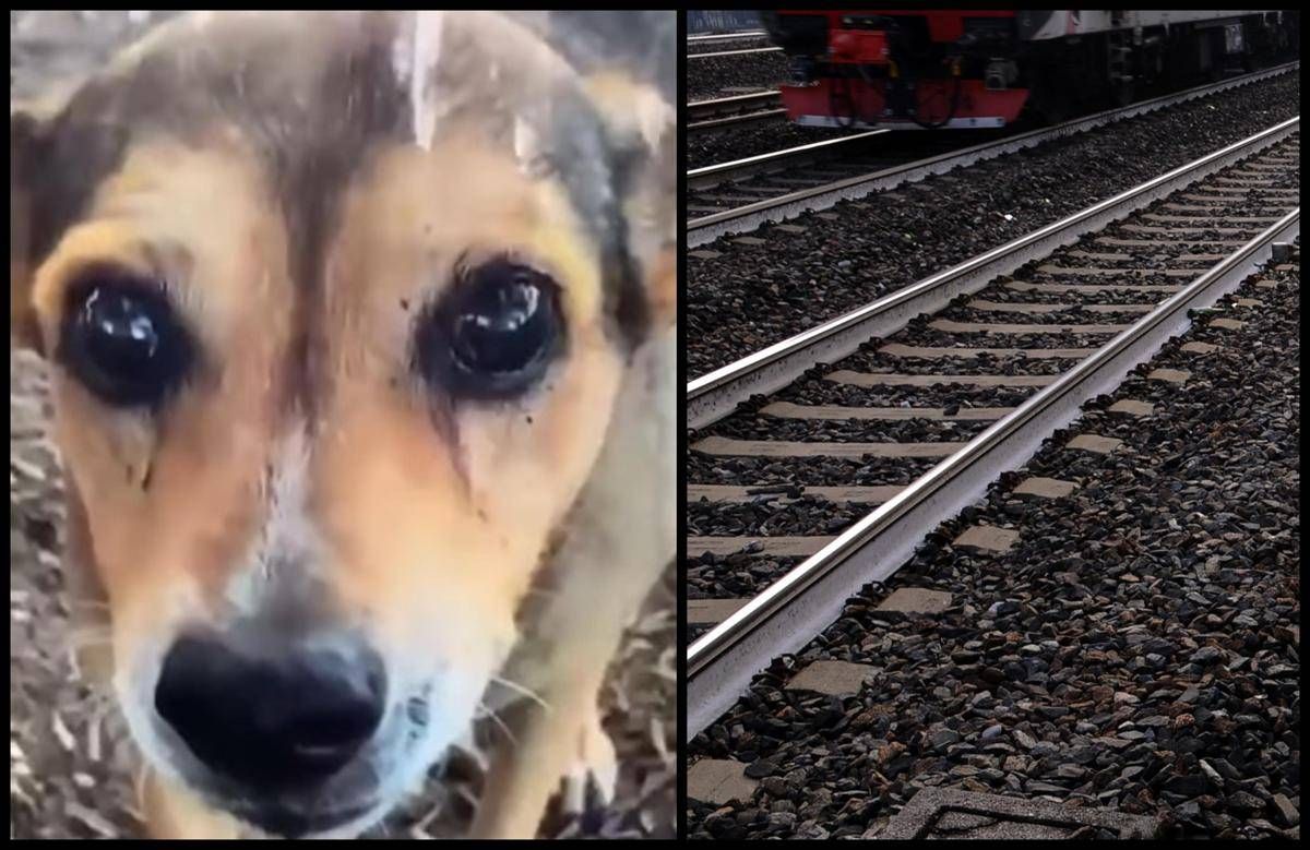 Cagnolina legata sui binari e uccisa, la confessione choc: "Mi hanno chiesto di farlo" -