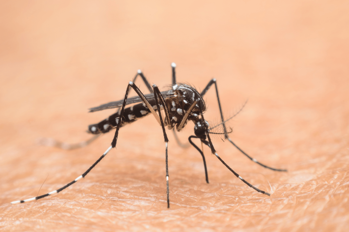 Nel Lazio primi 2 casi autoctoni di West Nile, oggi cabina di regia in Regione - 