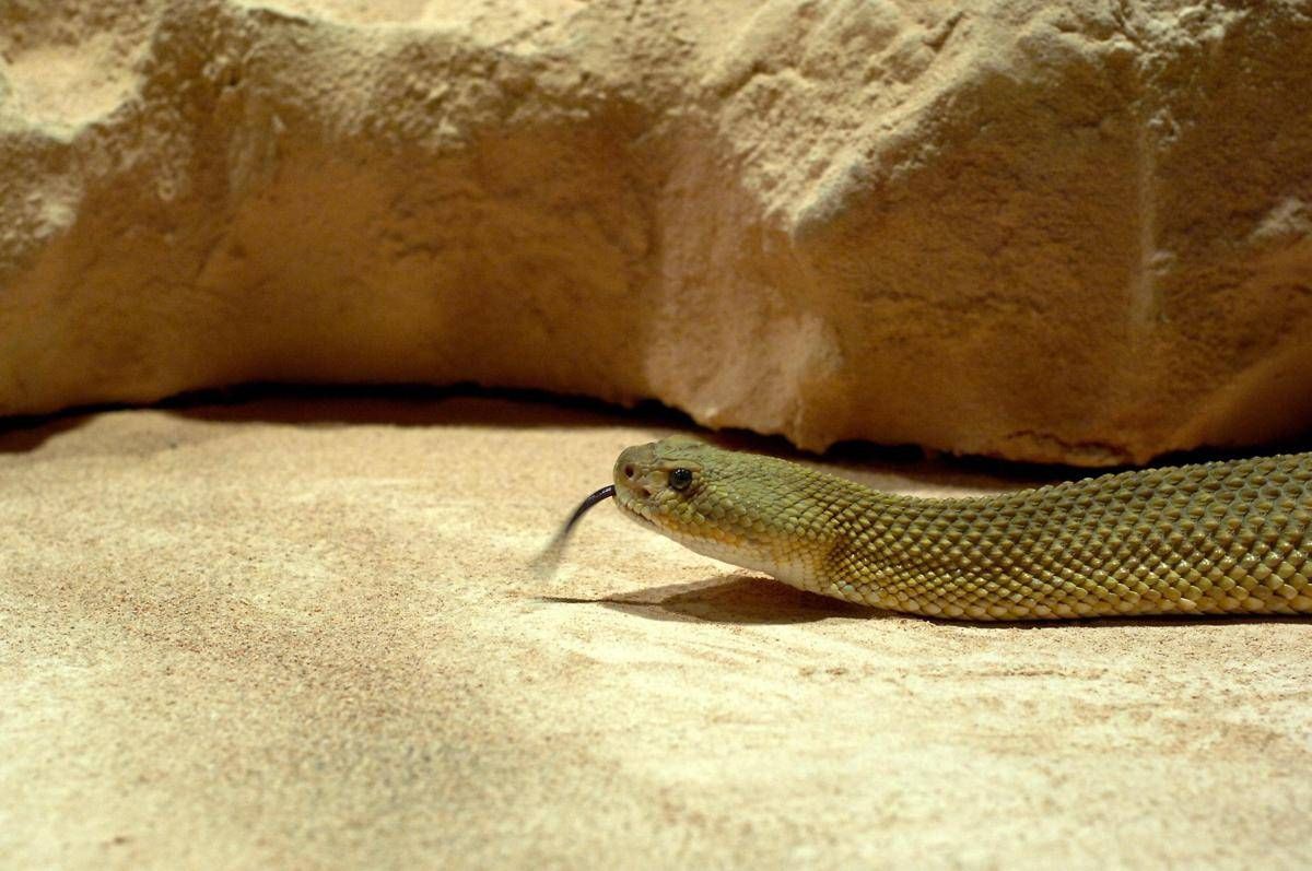 Morsi di serpente, il vademecum per chi sceglie viaggi esotici -