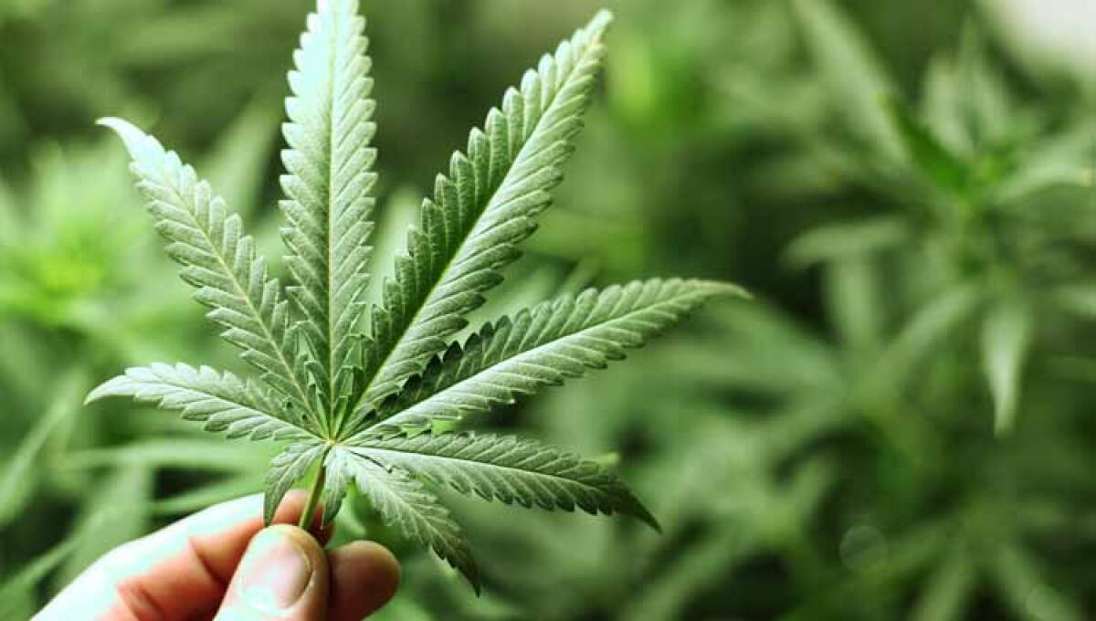 Cannabis light: è davvero così innocua? | Scopri cosa dice il Governo! - 