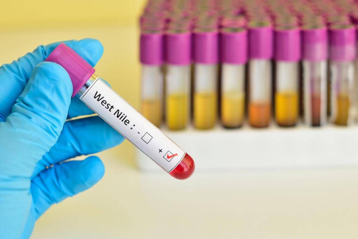 West Nile, Iss: "10 casi da inizio anno, 7 in provincia di Latina" -
