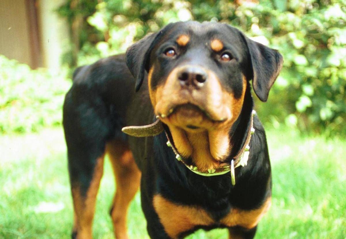Pisa, donna morsa al volto dal rottweiler di famiglia -