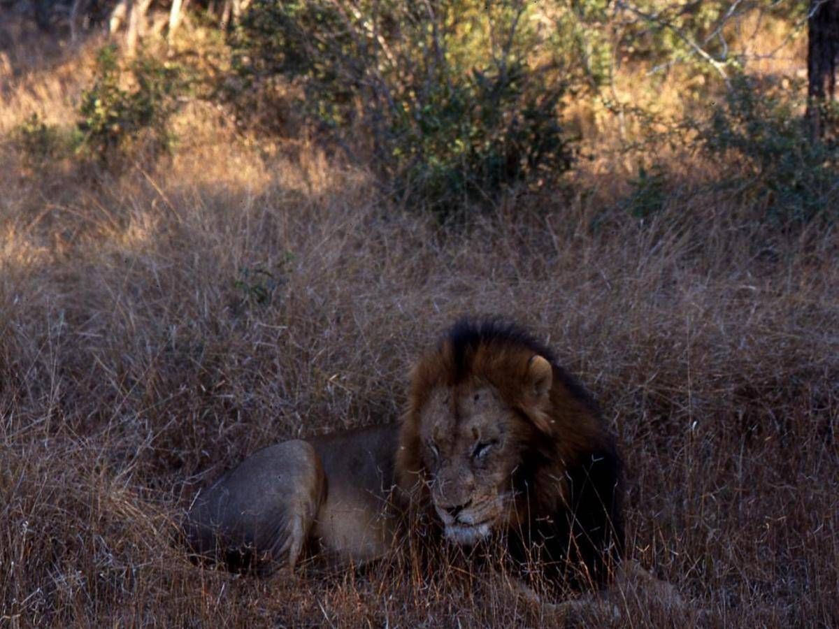 Pakistan, leone cresciuto in casa scappa e finisce in strada a Lahore: 3 feriti - 