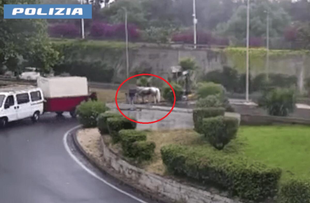Catania: Un cavallo misteriosamente scomparso | La Polizia riesce a superare il silenzio e svela controversie inaspettate! -