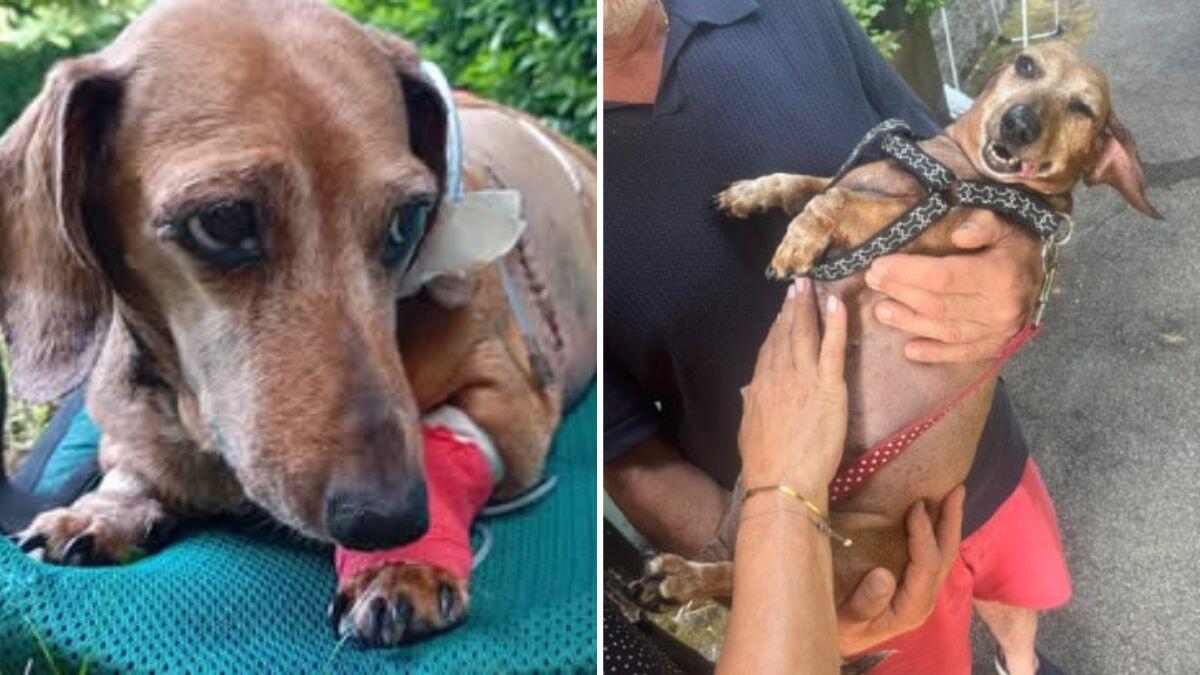 Ofelia, la bassotta maltrattata, trova finalmente una casa | Scopri come la sua storia ha commosso l'Italia! - 