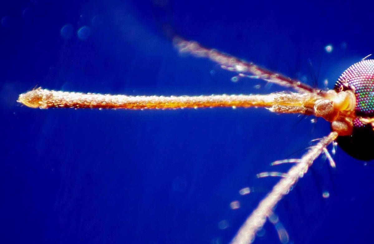 West Nile, casi nel Lazio "solo la punta dell'iceberg": oggi vertice degli infettivologi -