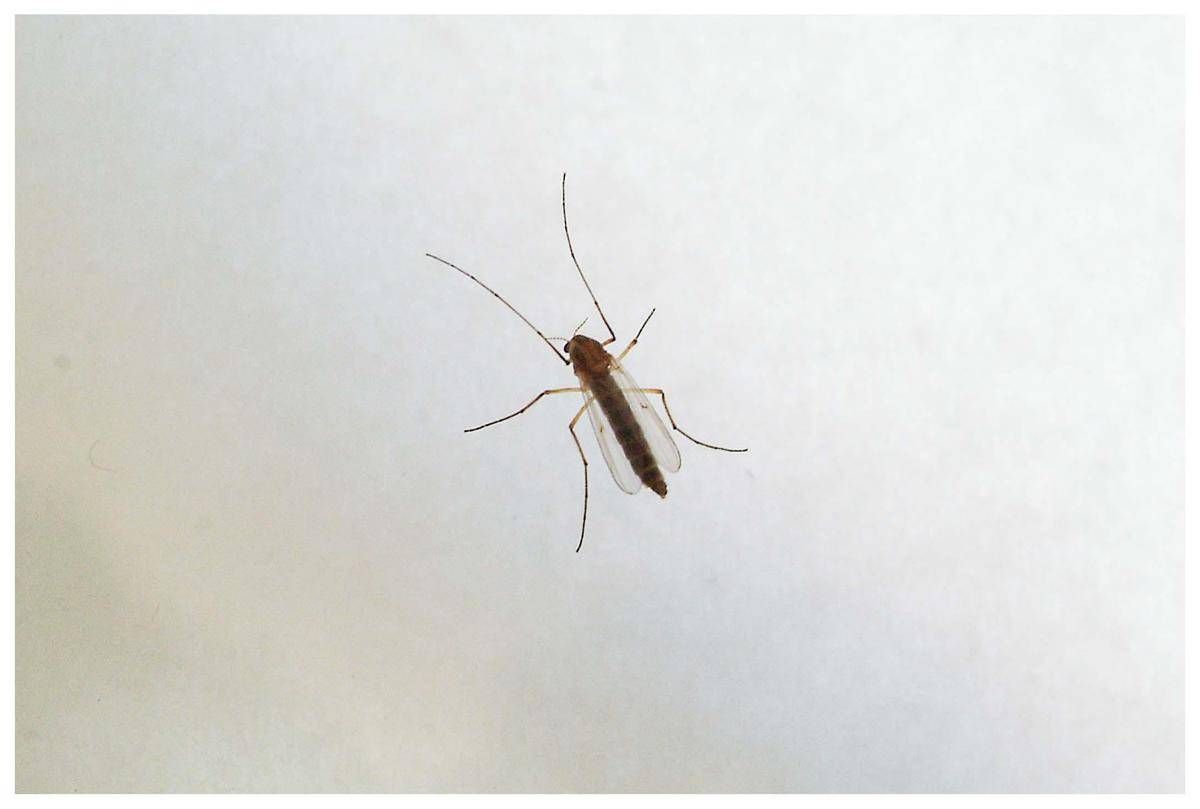 West Nile, saliti a 9 i morti in Italia. Bassetti: "Non intasare i pronto soccorso" -
