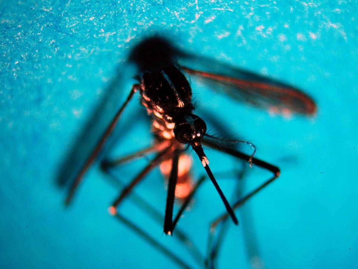 West Nile, altri due casi sospetti a Latina: verifiche in corso - 