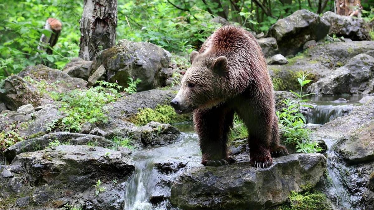 Orso abbattuto a Yellowstone, aveva imparato a rubare cibo a campeggiatori - 