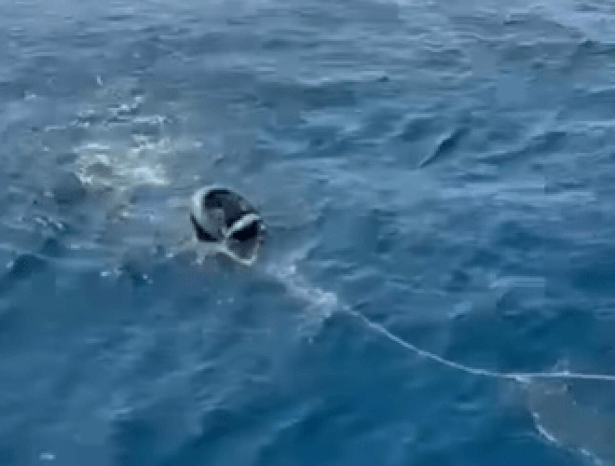 Un uomo in muta e pinne tenta l'impossibile viaggio dal Marocco alla Spagna | Scoprite perché questo salvataggio ha scioccato il mondo! -