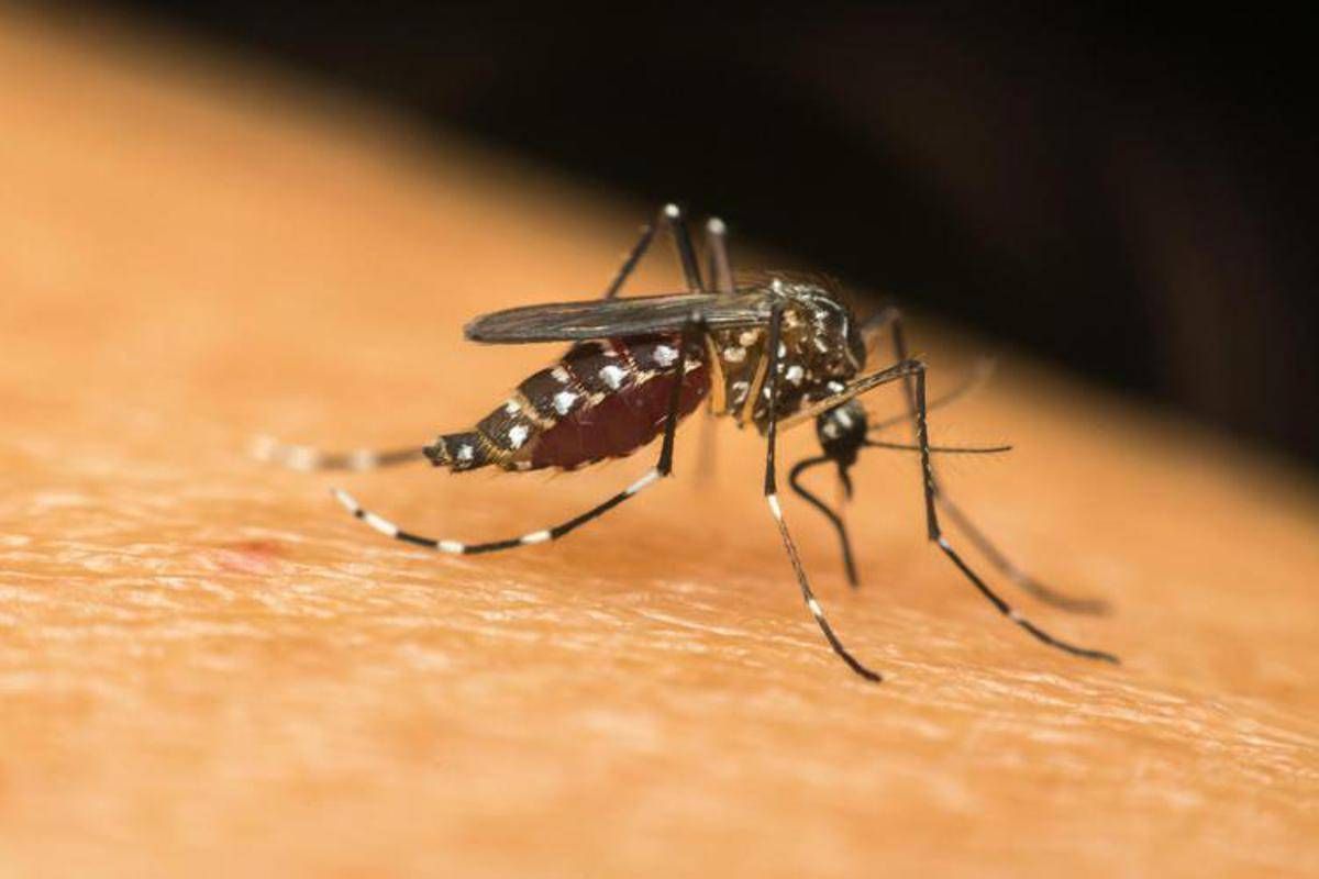 Dengue, Chikungunya, West Nile: le differenze tra infezioni 'da zanzara' -