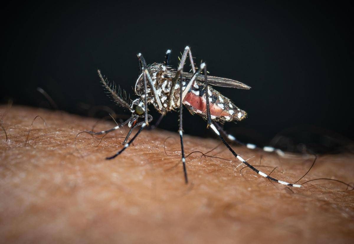 Chikungunya, il 'caso zero' nel bolognese è importato: nessuna infezione autoctona -