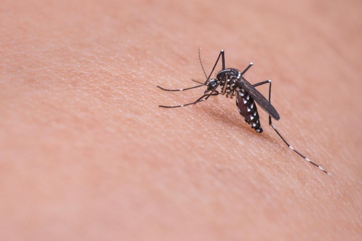 West Nile sotto controllo | Ma cosa nasconde davvero la "normale" zanzara? - 
