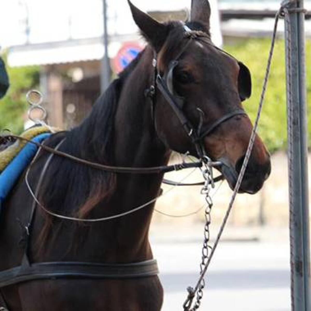 Palermo in emergenza: le carrozze trainate da cavalli bloccate per la seconda volta! | Scopri perché il benessere animale ora è prioritario! - 