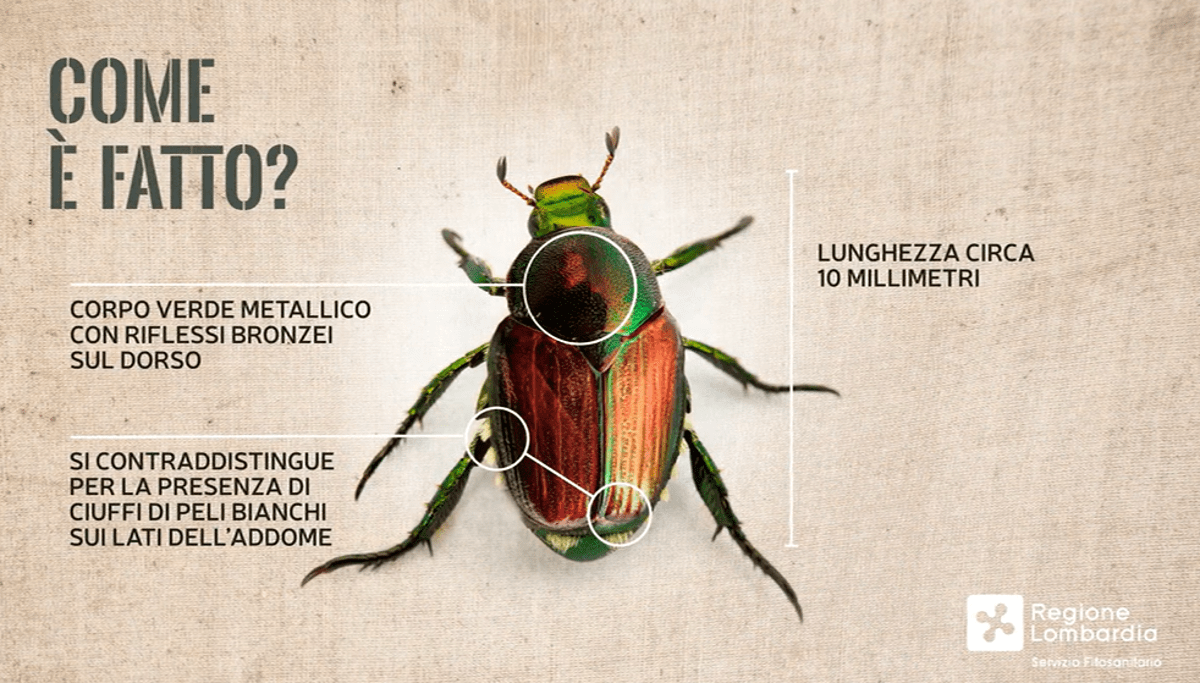Allarme scarabeo giapponese, ha colpito Piemonte e Lombardia: perché è una minaccia - 
