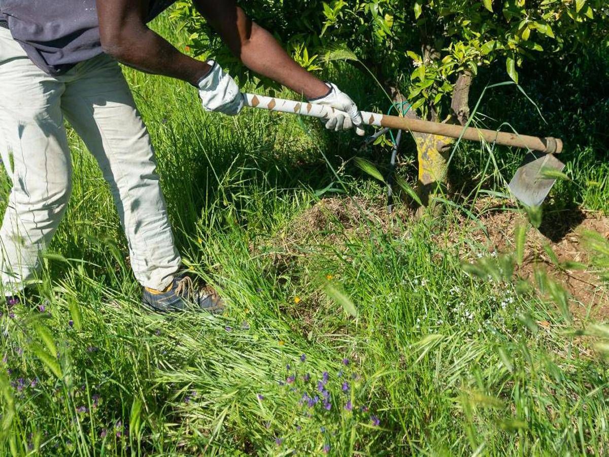 Caldo, Rebuzzi: "Può uccidere, impedire lavoro all'aperto nella morsa dell'afa" - 