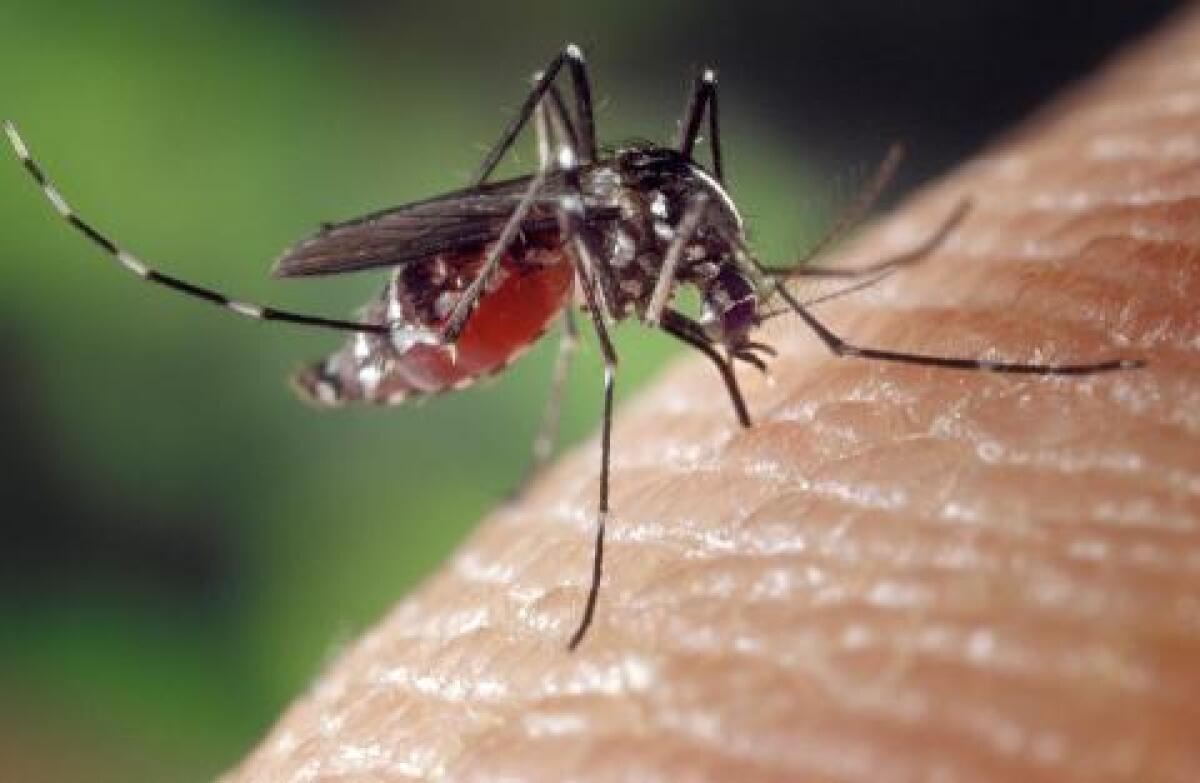 West Nile, terza vittima nel Lazio | Sei veramente al sicuro? Scopri i sintomi da non sottovalutare! - 