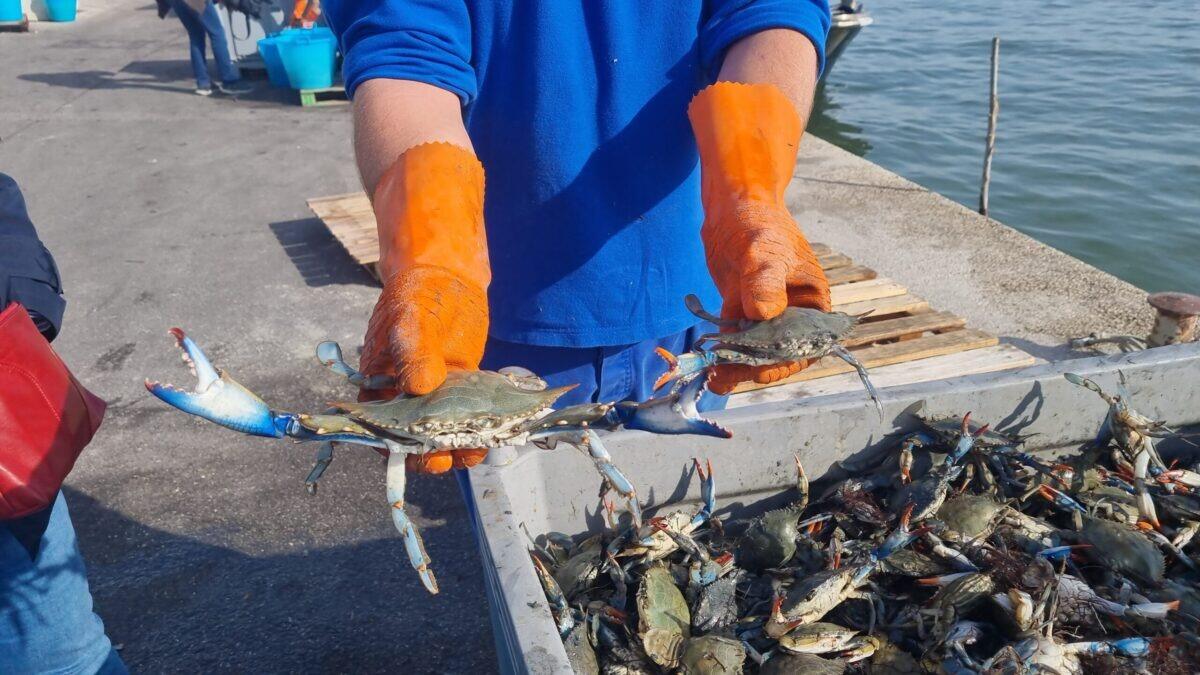 Granchio blu trasformato in farina | La sorprendente soluzione per salvare l'ecosistema marino! - 