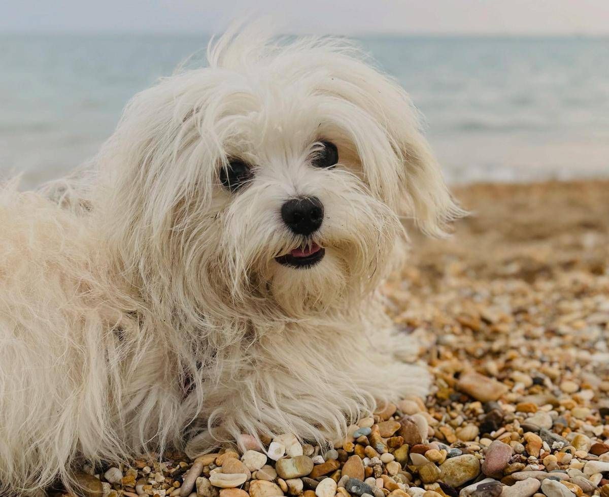 Spiagge, dall'accesso con i cani al gioco a pallone ecco il vademecum dei diritti dei bagnanti - 