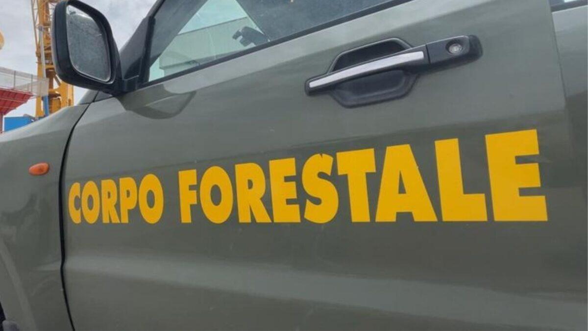 Una comandante forestale di 28 anni si suicida sul lavoro | La verità che nessuno immagina sul suo drammatico gesto - 