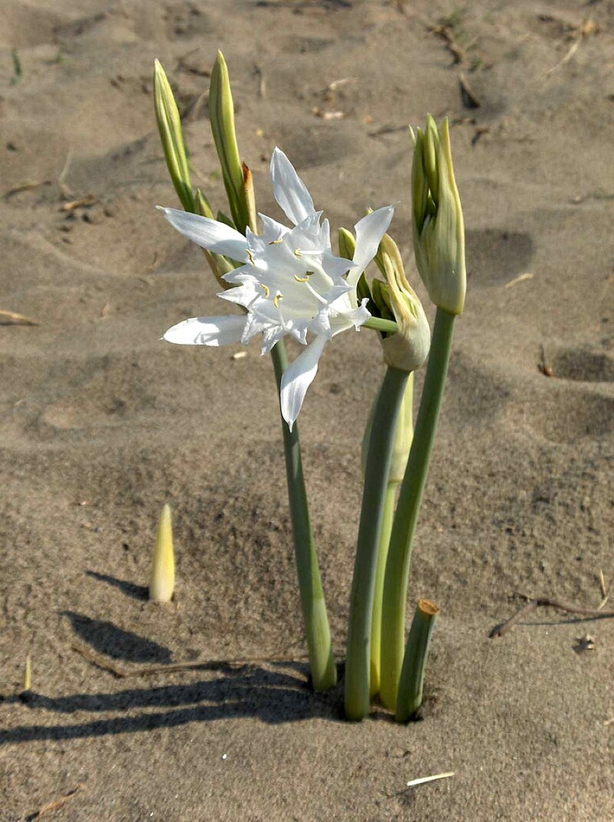 Sulle spiagge siciliane cresce un fiore raro e bellissimo: il suo scopo è incredibile - Foto: Stemonitis/Wikipedia