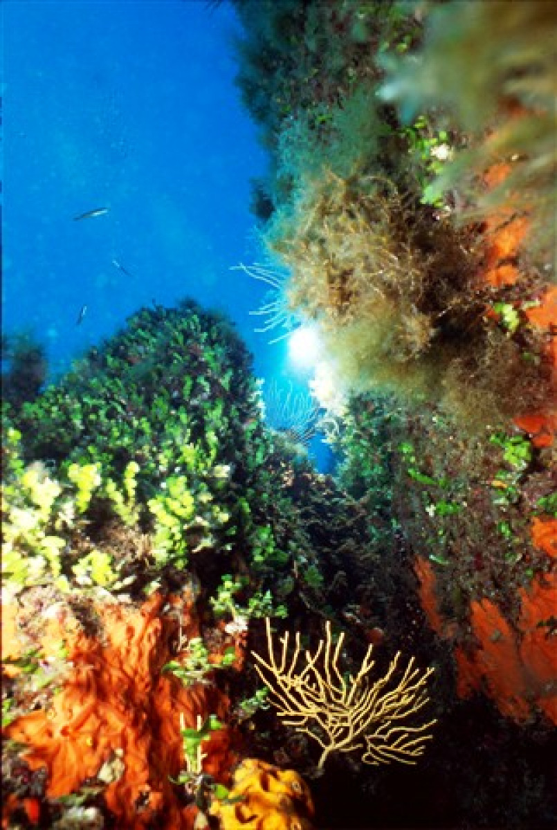 Un santuario marino unico nel Mediterraneo: lo trovi a Palermo ed nasconde un ecosistema assurdo - Foto: Alberto Romeo/Wikipedia
