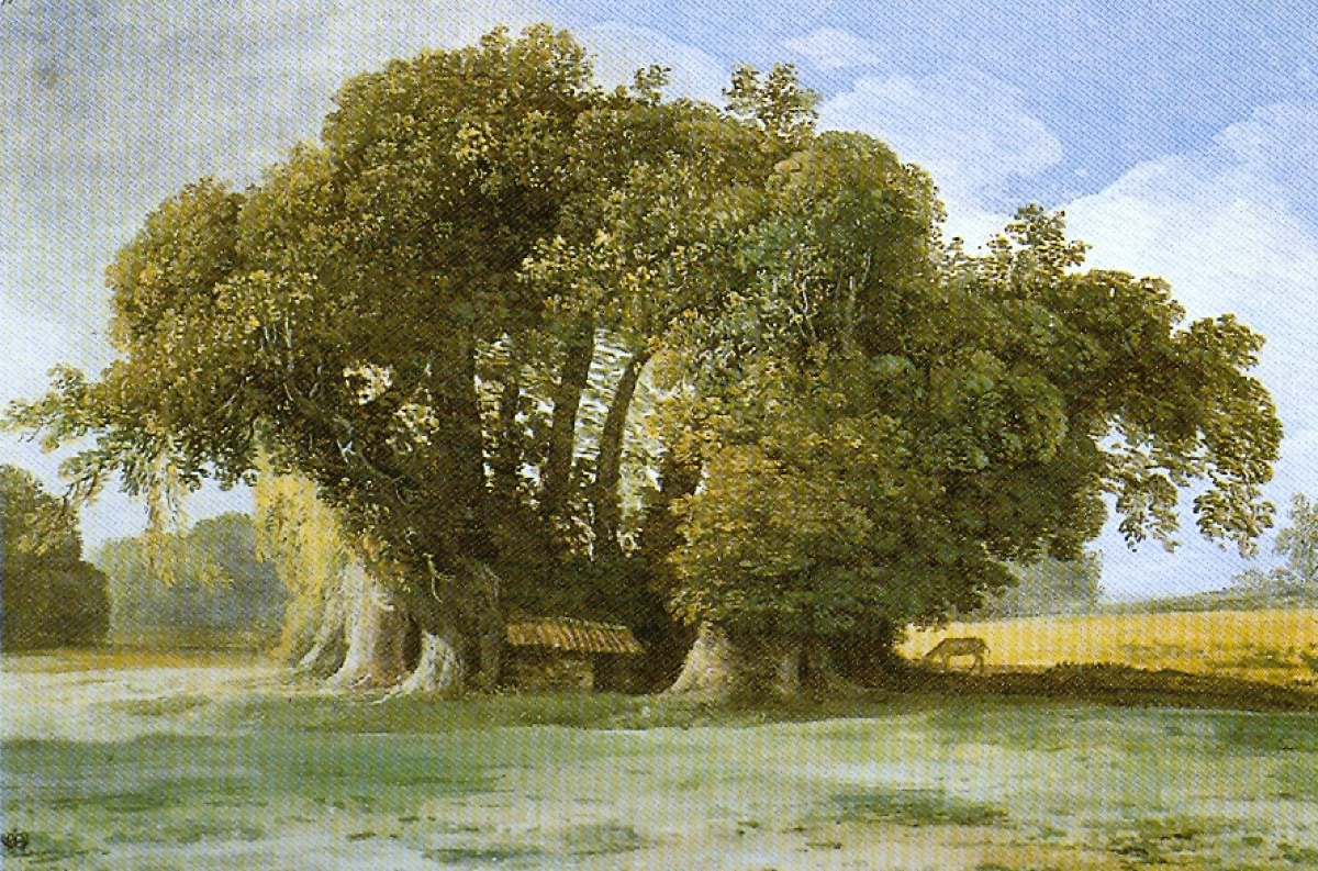 Il gigante verde dei catanesi: l’albero più antico d’Europa che custodisce leggende che sfidano l’Etna - Foto: Jean-Pierre Houël/Wikipedia