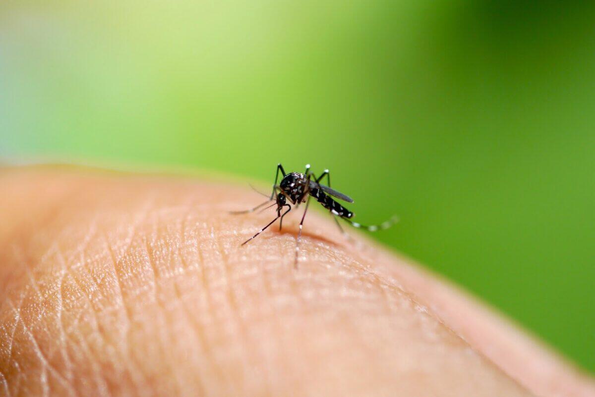 Morte misteriosa in Lazio | Il virus West Nile colpisce più forte del previsto! - 