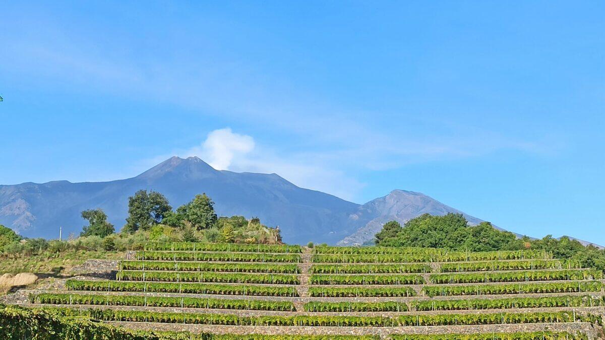 L'Azienda Agricola Iuppa svela un antico segreto | Perché il vino dell'Etna sta rivoluzionando il mercato? - 