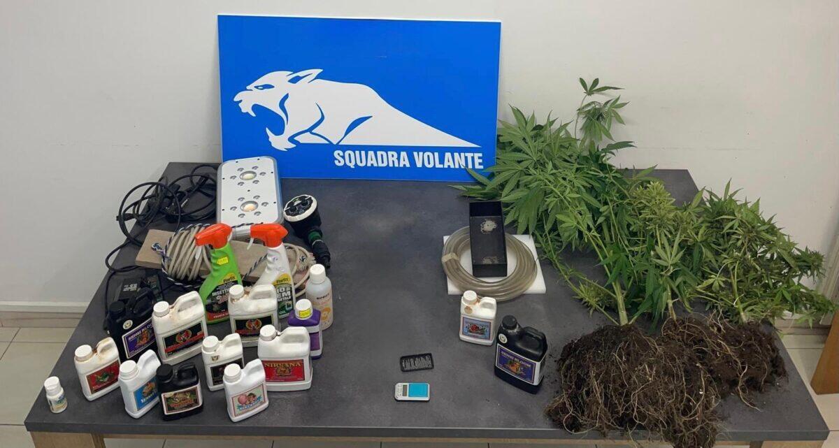 Arrestato a Ragusa un uomo con 3 piante di marijuana in casa | Scopri cosa nascondeva veramente! - 