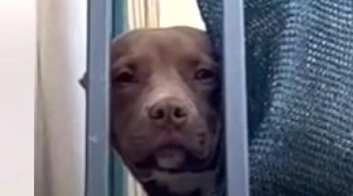 Cane abbandonato in garage muore mentre il padrone è in vacanza | La shocking verità dietro l'indifferenza degli amanti degli animali! - 