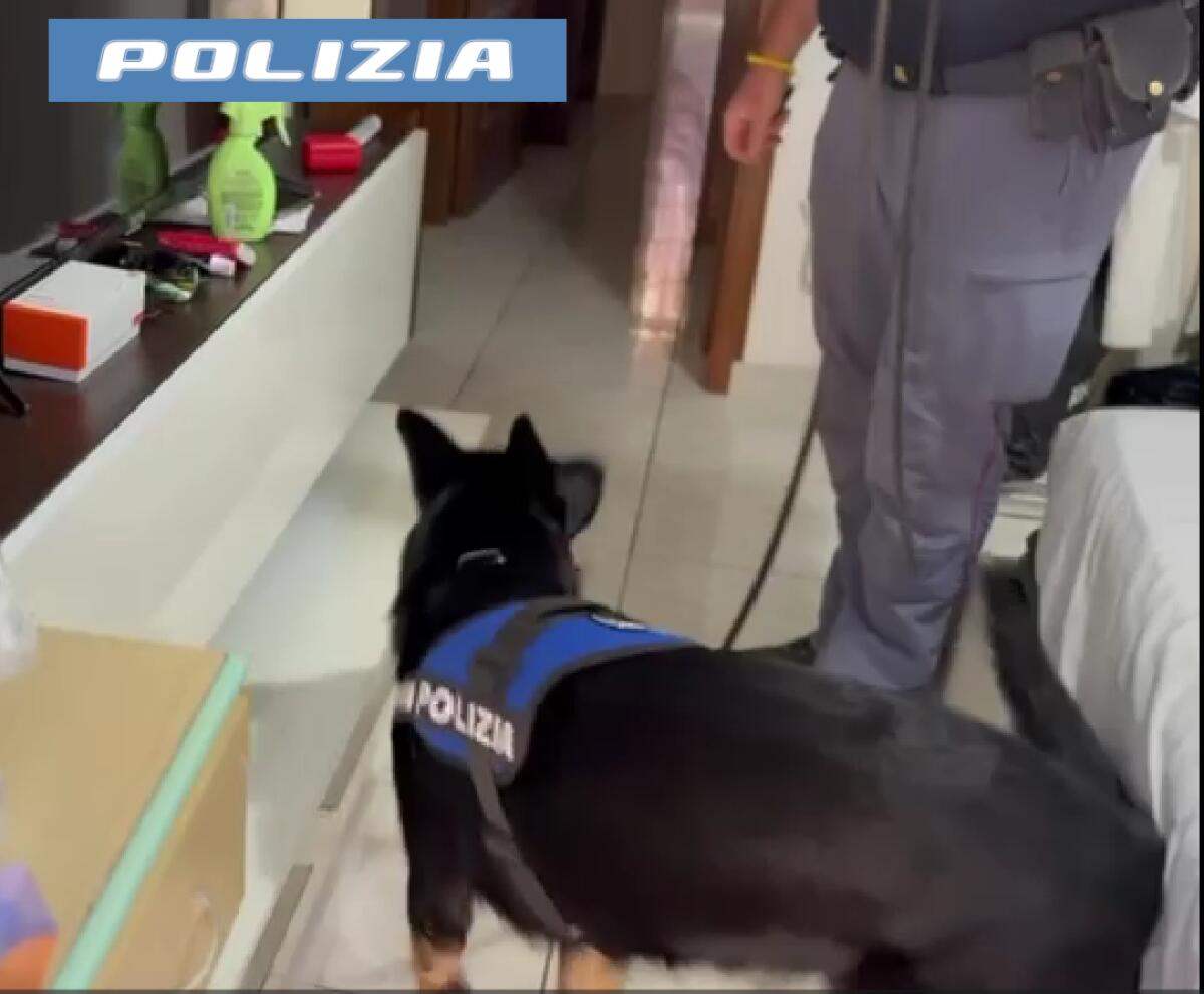 Arrestato in Catania un 50enne genovese con 1,5 kg di marijuana | Chi crede che la droga non circoli nella sua città è avvisato! -