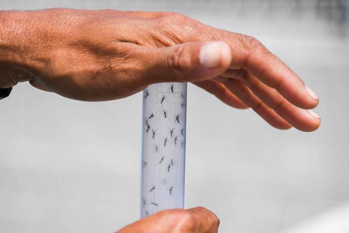 West Nile, ancora una vittima nel Lazio: morti salgono a 8 -
