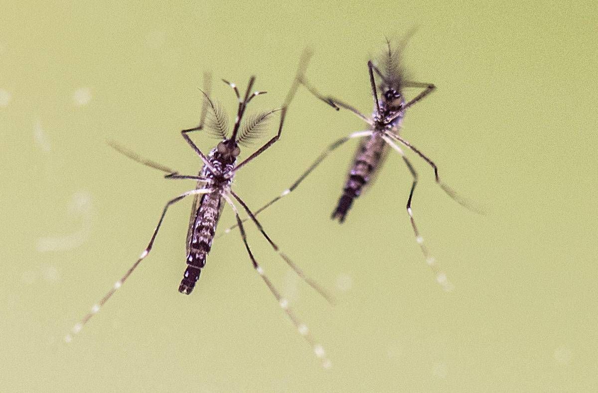 Chikungunya, cosa stiamo sbagliando? "Zanzare avanzano e servono più dati" -