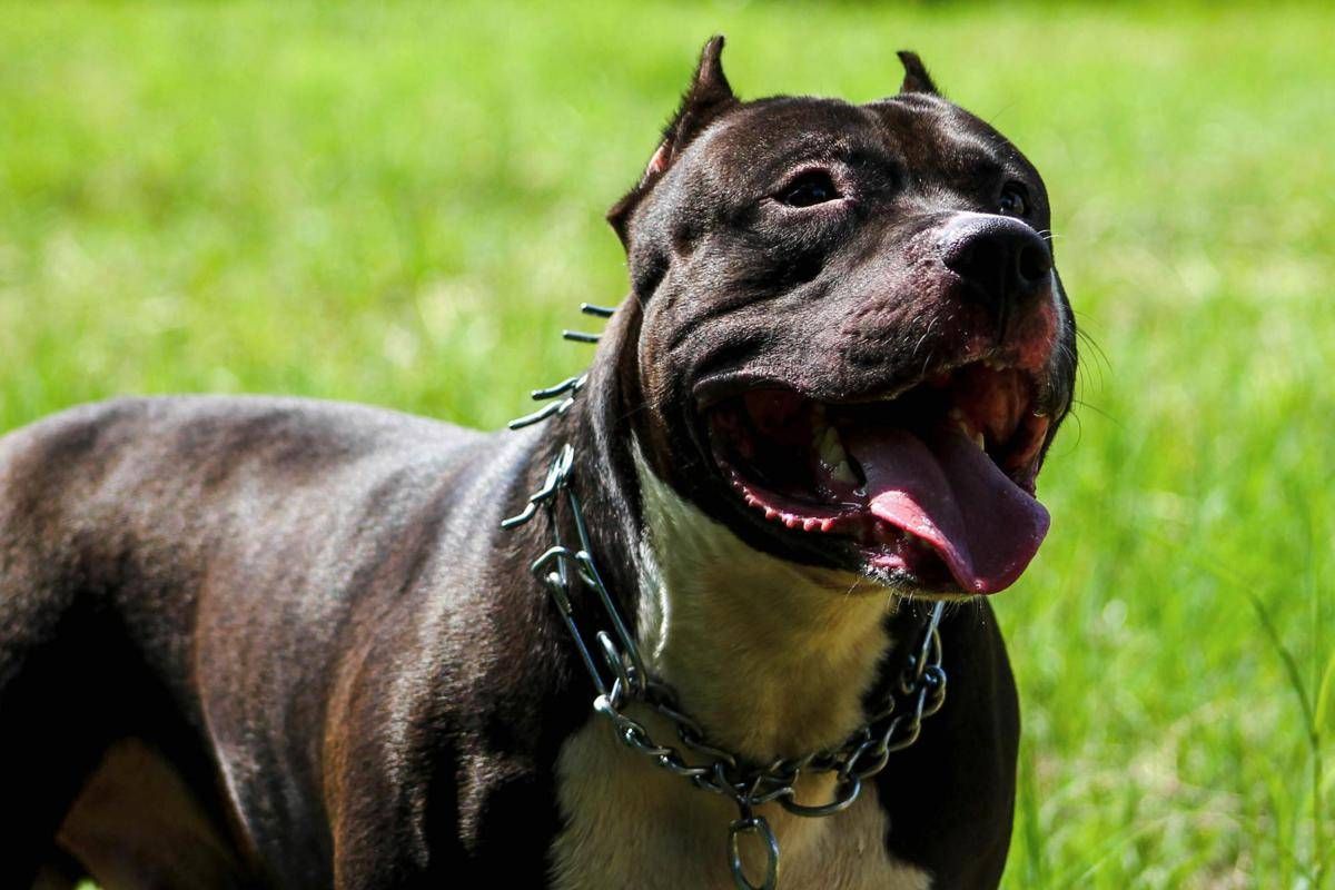 Ruba pitbull e lo rivende per 100 euro, caccia al ladro di cani - 